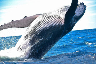 Dormant Ether Whale Moves $13M in ETH to Kraken