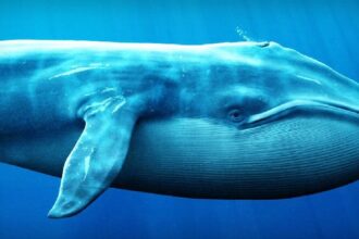 Here’s the List of the 10 Altcoins with the Most Increased Whale Activity in the Last Week