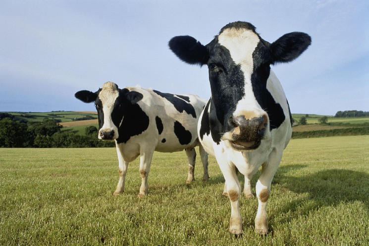 DEX Aggregator CoW Swap Targets 33% Trading Boost With Collaboration Feature, More Rewards