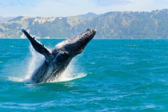 What the Big Altcoin Whales Have Been Doing in the Last 24 Hours Has Been Revealed – Here Are the Tokens They Are...