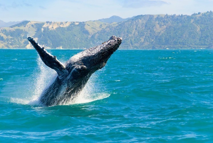 Big Whale James Wynn Purchased This Altcoin According to Onchain Data