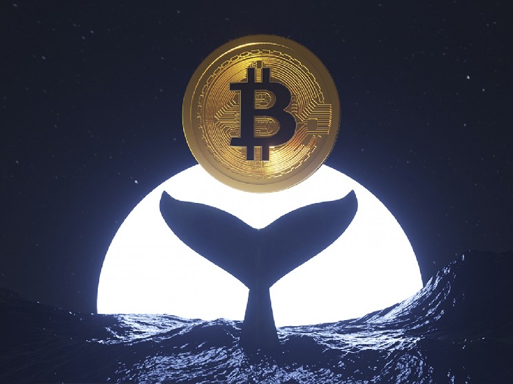 Ancient Whale From the Satoshi Era That Transferred 80,000 Bitcoins Sold Them All — The Whale’s Identity May Have Been Revealed