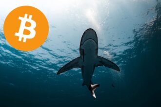 Bitcoin sharks bought 65,000 BTC in a week